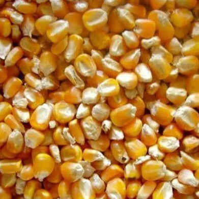 Desi Corn Seeds